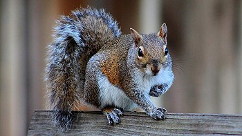 Grey squirrels and Hiring managers