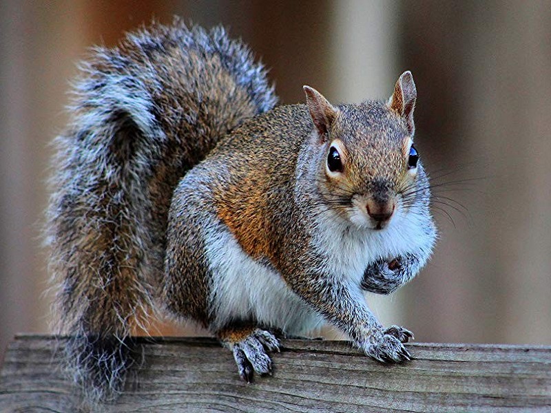 Grey squirrels and Hiring managers
